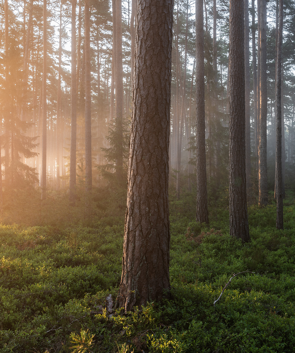 Spring Forest, misty atmosphere