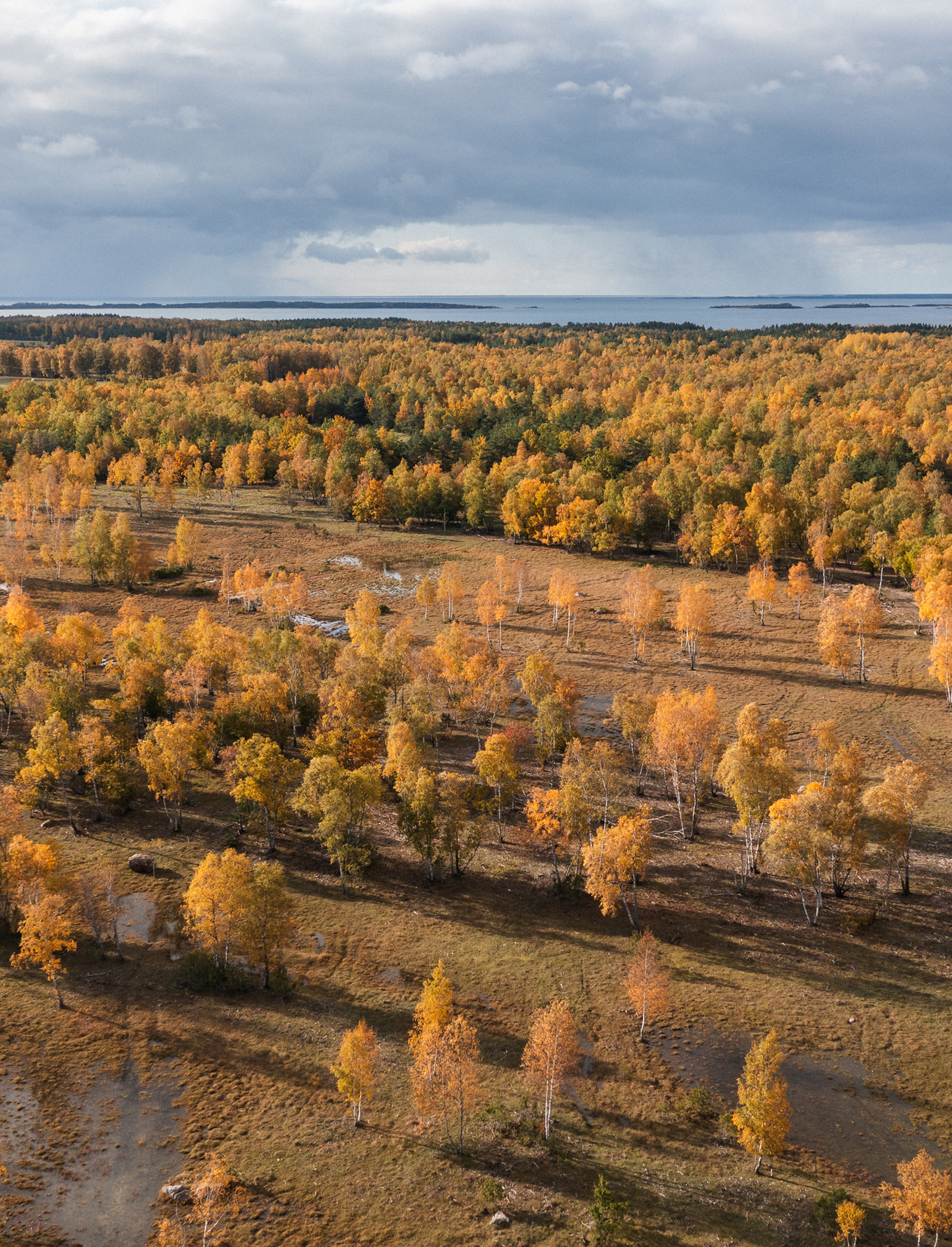 Autumn Hiiumaa forest