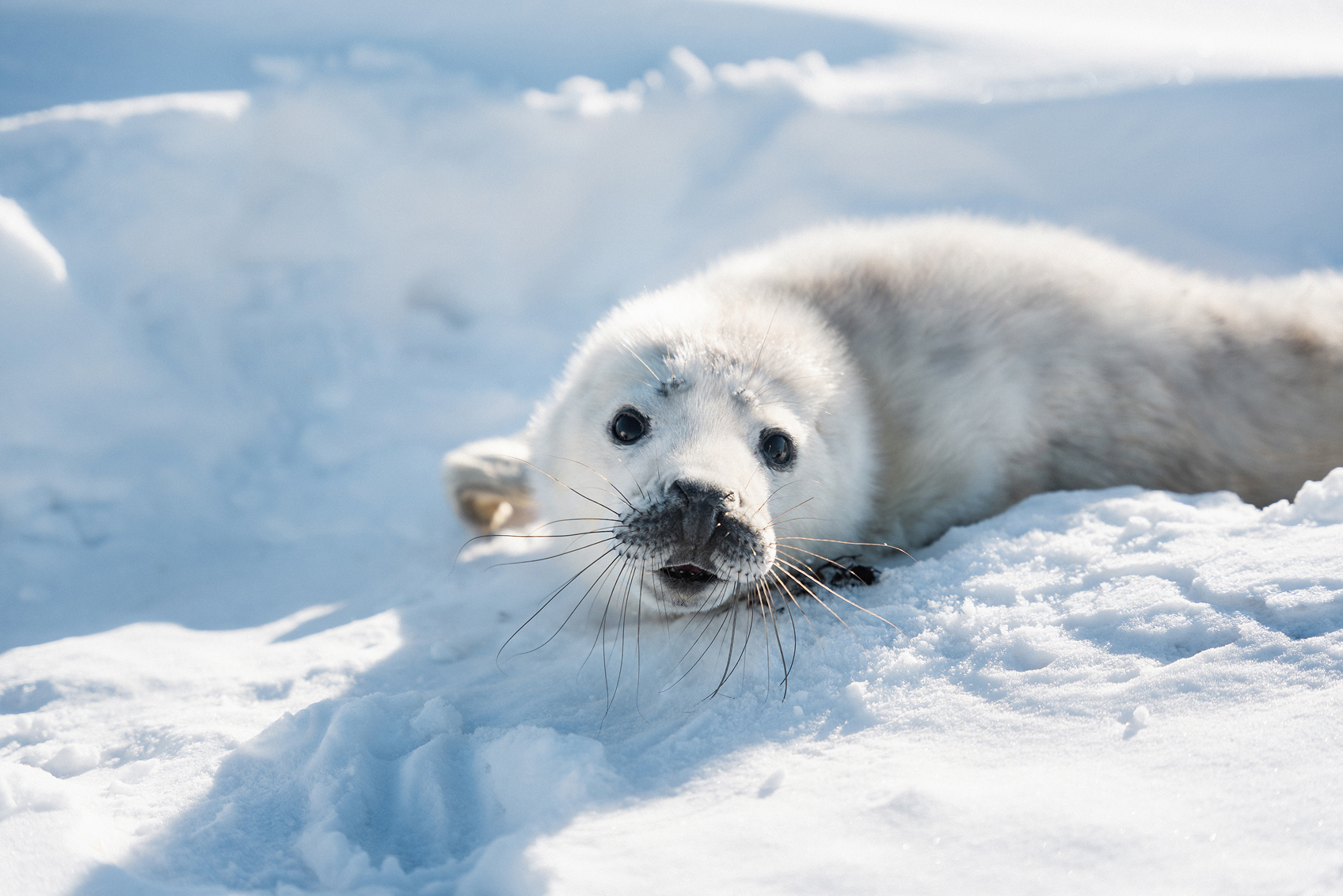 White seal laying on snowbanks